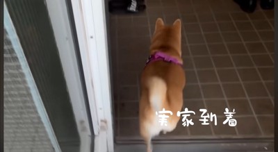 玄関に入る犬