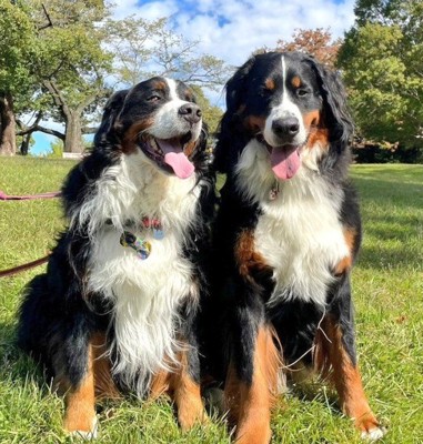 2頭のバーニーズマウンテンドッグ