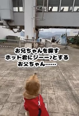 乗り口をじっと見つめる犬