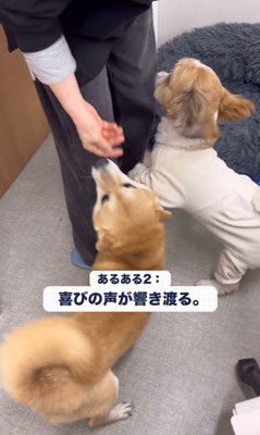 社員さんを歓迎するフクちゃん＆マロちゃん6