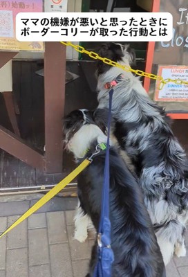 ママの機嫌が悪い時のワンコたちの行動5