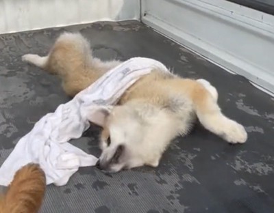 タオルに顔をうずめる犬