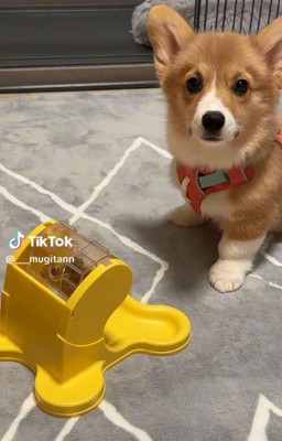 コーギーのむぎちゃん