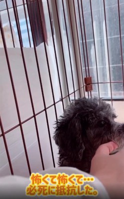 触られるレモンちゃん