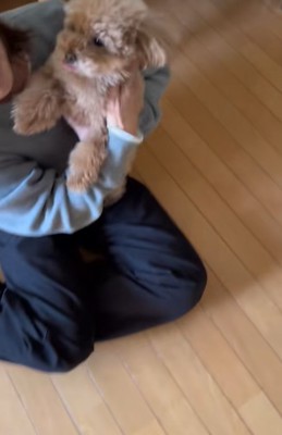 客に抱っこしてもらう小型犬