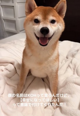 笑顔の柴犬