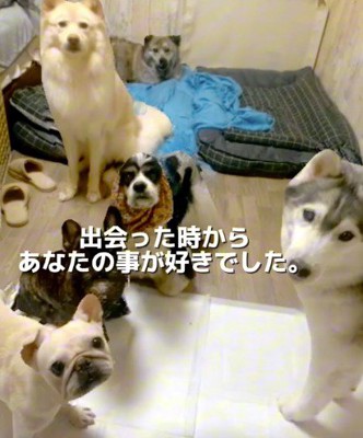 カメラを見つめる複数の犬