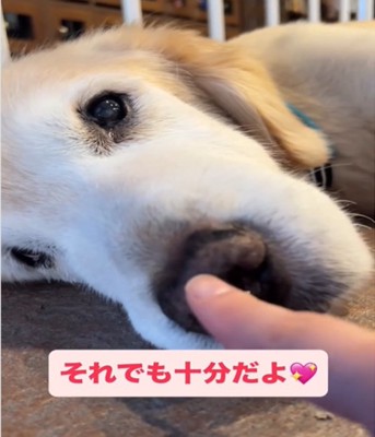 犬のアップ3