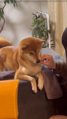 リンゴを口の中に入れる犬