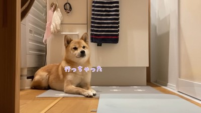 お風呂の前で伏せる犬