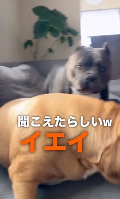散歩を喜ぶ中型犬