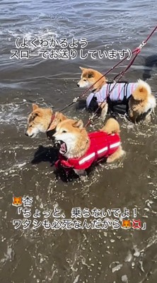 末っ子の柴犬にしがみつかれて怒る長女の柴犬