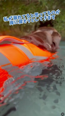 ライフジャケットを着て川に入る茶色い犬