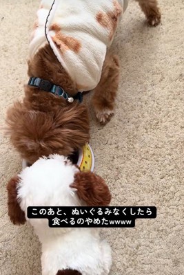 こあ君のご飯の横におもちゃを置いたら5