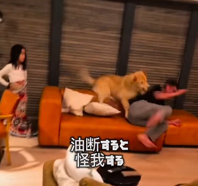 飛びつく大型犬