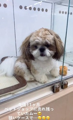 ショーケースの中のムーくん