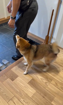 大好きなおじさんが来た時のはちちゃん2