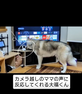 カメラに近づく犬2