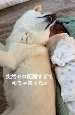 ひっくり返るカナちゃん