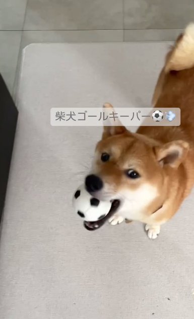 ボールをくわえる柴犬