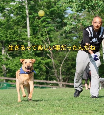 ボールで遊ぶ犬