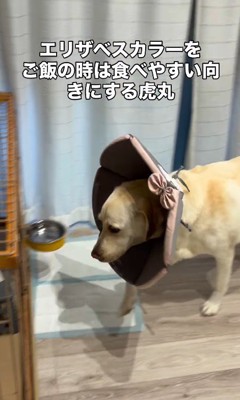 「ケージの中で待ってるね!」