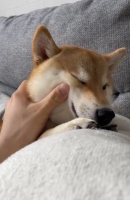 飼い主に顔を撫でられて目を細める犬
