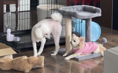 向かい合う2匹の犬
