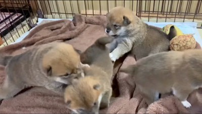 3頭の子犬から攻撃される小柄な雌の子犬