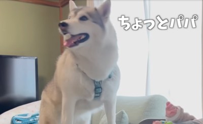 見上げる犬
