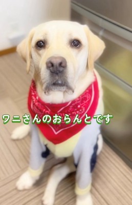 正面から真剣な顔で見つめる犬