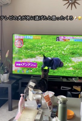 もう一度画面を見つめるくろちゃん