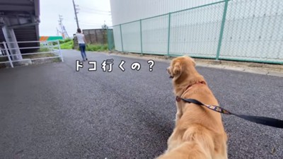 ママを見つめるジョイくん