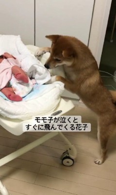 瞬時に駆けつける花子ちゃん