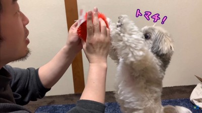 てんぽさんにおもちゃが届いたら4