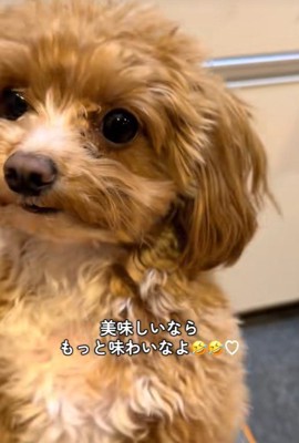 みかんを食べるこあ君4