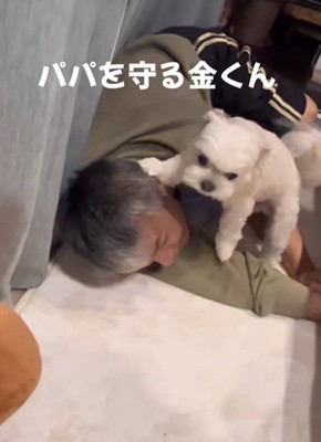 寝ている男性を守るために女性に威嚇する小型犬