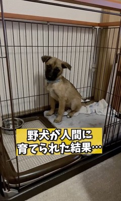 愛情を注いで育てられたアキちゃん