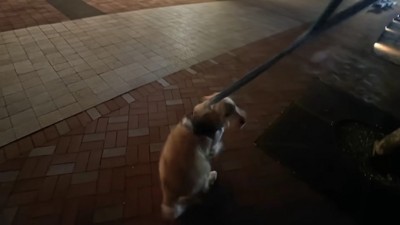 クルクル回転して大歓喜!