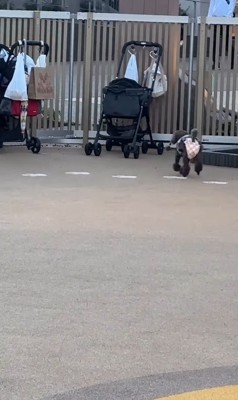 ドッグランでのジュプンちゃん2