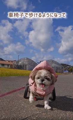 笑顔が戻ったコロンちゃん