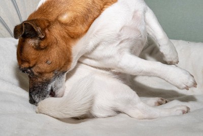 しっぽを噛むジャックラッセルテリア