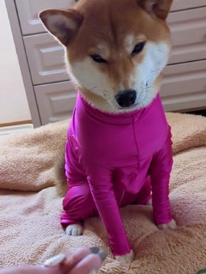 オヤツをあげてみても…