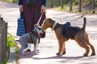 散歩中出会った犬に怯える犬