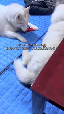 飼い主にもらったおもちゃを咥えて遊ぶメスの犬