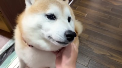 なでなでを催促