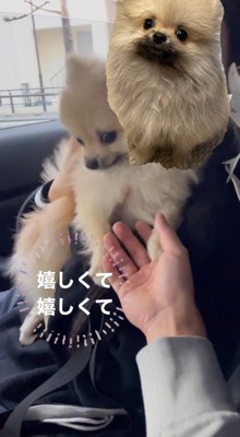 女性に抱っこされて家族の方を見つめる犬