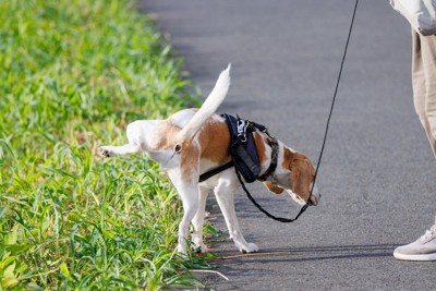 草むらにおしっこする犬