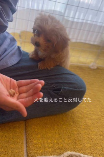 犬を飼うことに大反対