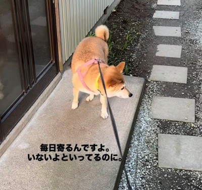 リードを引かれても動かない犬